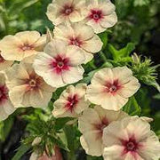 Cherry Caramel Phlox Seeds