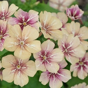 Crème Brulee Phlox Seeds