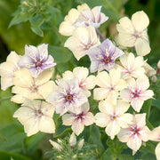 Crème Brulee Phlox Seeds
