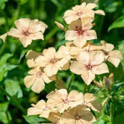 Crème Brulee Phlox Seeds