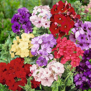 Mix Phlox Seeds