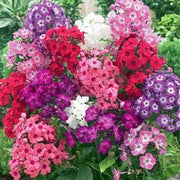 Mix Phlox Seeds