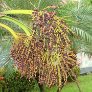 Phoenix Roebelenii Pygmy Date Seeds