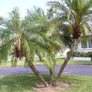 Phoenix Roebelenii Pygmy Date Seeds