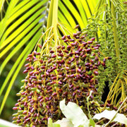 Phoenix Roebelenii Pygmy Date Seeds
