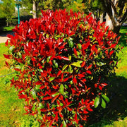 Photinia Serrulata Seeds - Herbal Seeds