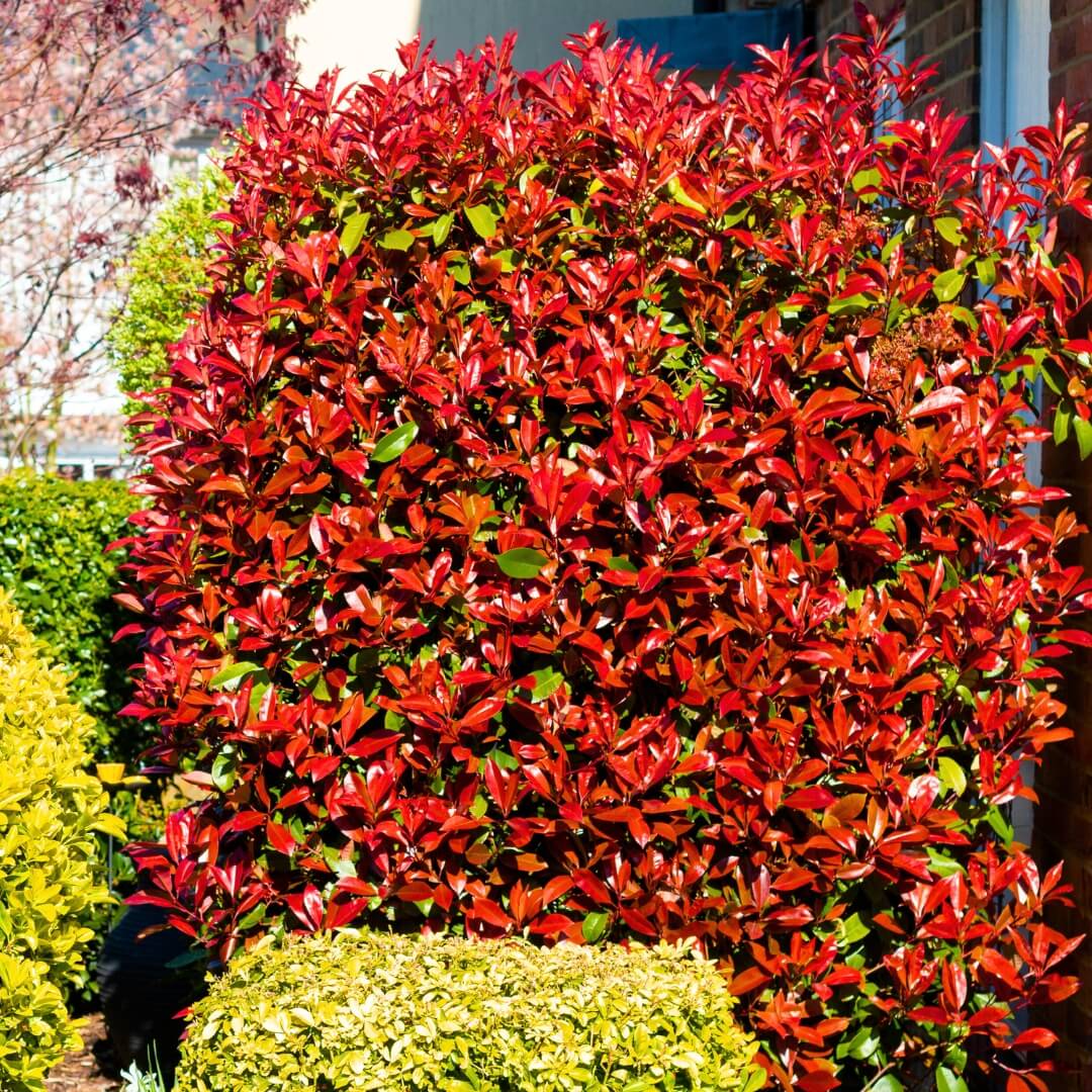 Photinia Serrulata Seeds - Herbal Seeds