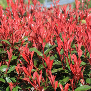 Photinia Serrulata Seeds - Herbal Seeds