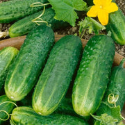 Pickling Cucumber Seeds