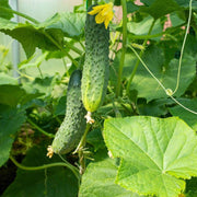 Pickling Cucumber Seeds