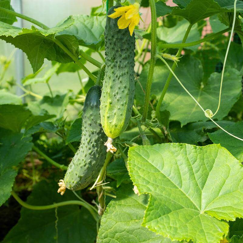 Pickling Cucumber Seeds