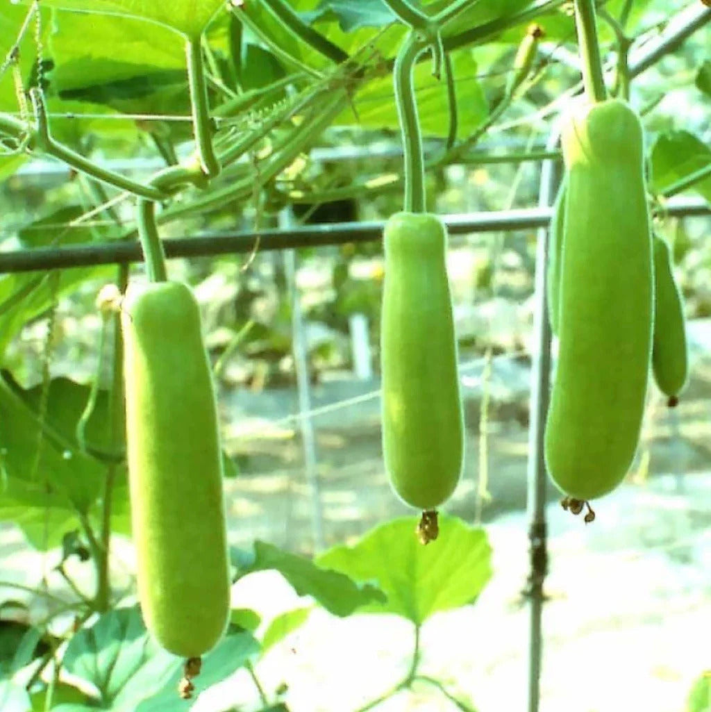 Edible Bottle Gourd Cucuzzi Gourd Seeds
