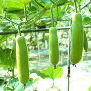 Edible Bottle Gourd Cucuzzi Gourd Seeds
