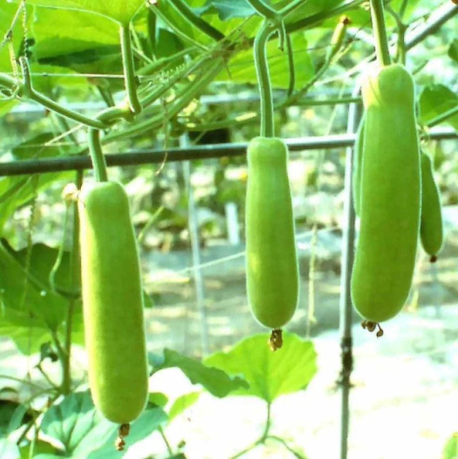 Edible Bottle Gourd Cucuzzi Gourd Seeds