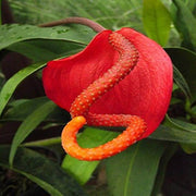 Pig Seeds, Anthurium scherzerianum