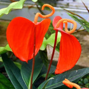 Pig Seeds, Anthurium scherzerianum