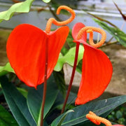 Pig Seeds, Anthurium scherzerianum