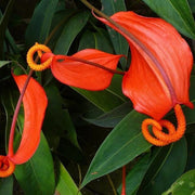 Pig Seeds, Anthurium scherzerianum