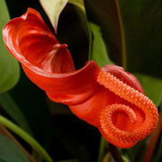 Pig Seeds, Anthurium scherzerianum