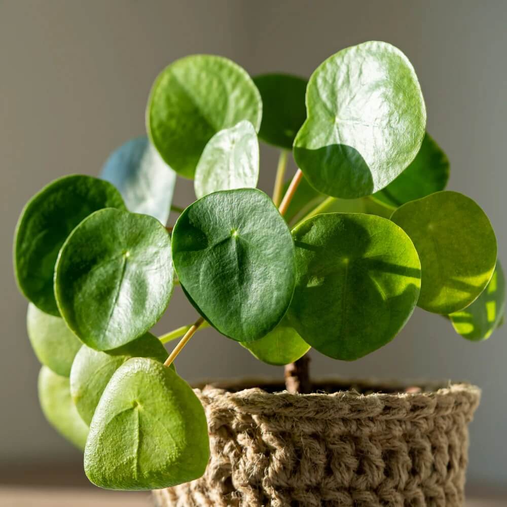 Pilea Seeds, Pilea peperomioides
