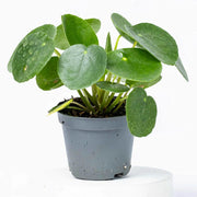 Pilea Seeds, Pilea peperomioides