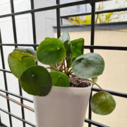 Pilea Seeds, Pilea peperomioides