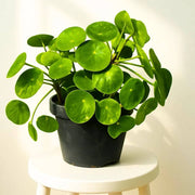Pilea Seeds, Pilea peperomioides