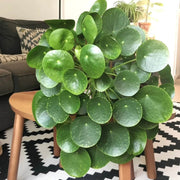 Pilea Seeds, Pilea peperomioides