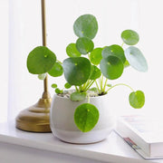 Pilea Seeds, Pilea peperomioides