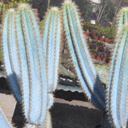 Blue Columnar Cactus Pilosocereus Pachycladus Seeds, Herbal