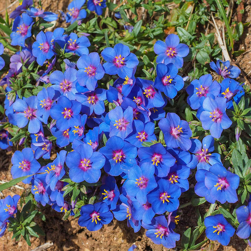 Blue Pimpernel Pimpernel Seeds
