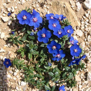 Blue Pimpernel Pimpernel Seeds