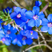Blue Pimpernel Pimpernel Seeds