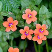 Scarlet Pimpernel Pimpernel Seeds