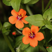 Scarlet Pimpernel Pimpernel Seeds
