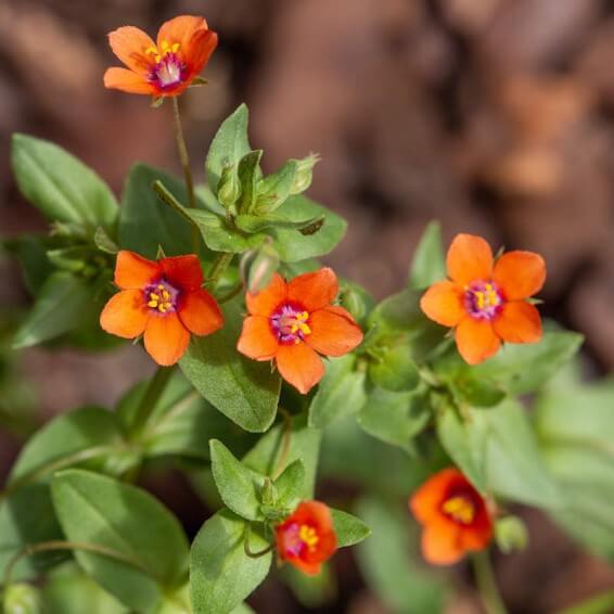 Scarlet Pimpernel Pimpernel Seeds