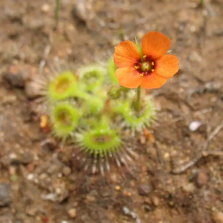 Drosera glanduligera Pimpernel Sundew Seeds