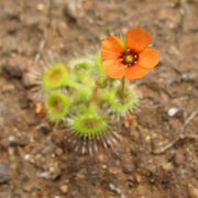Drosera glanduligera Pimpernel Sundew Seeds