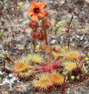 Drosera glanduligera Pimpernel Sundew Seeds