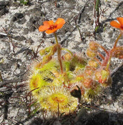 Drosera glanduligera Pimpernel Sundew Seeds