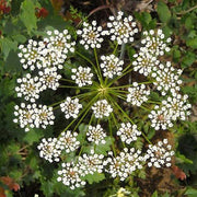 Anise Seeds - Herbal Seeds