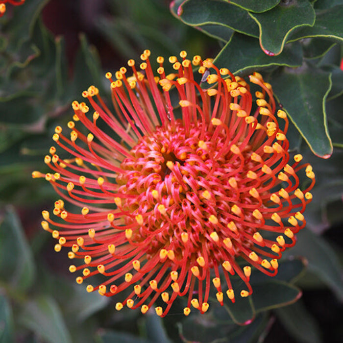 Pincushion Protea Blooms Seeds
