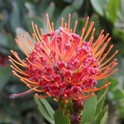 Pincushion Protea Blooms Seeds