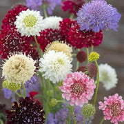 Pincushion Scabiosa Seeds