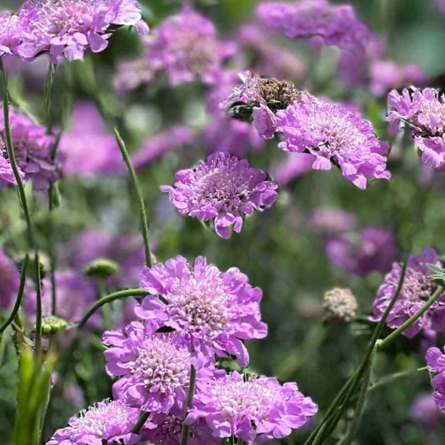Pincushion Scabiosa Seeds