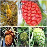 Pine Seeds - All In One For Home Gardens