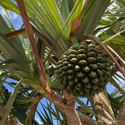 Pine Seeds - All In One For Home Gardens