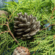 Pine Seeds - All In One For Home Gardens