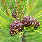 Pine Seeds - All In One For Home Gardens