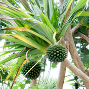 Pine Seeds - All In One For Home Gardens